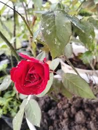 Garden Red Rose Flower Blooming