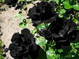 the black rose of halfeti daily sabah
