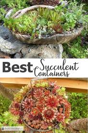Best Succulent Containers Patio