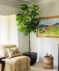 live plants or artificial plants for
