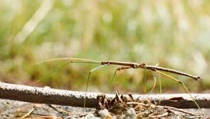 predators eat the walking stick insect
