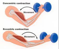 eccentric hamstring exercises for