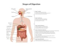 Complexities Of The Human Digestive System