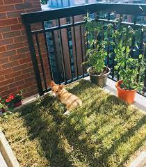 15 Diy Dog Porch Potty Grass Box