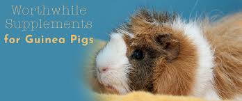 Guinea pig vitamin c supplements, free shipping & low prices, shop now! Guinea Pig Supplements Which Are The Best Small Pet Select