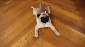 types of flooring if you have a dog