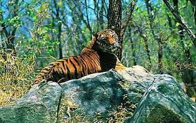 96 top wildlife sanctuaries in india 2024