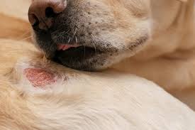 hot spot in a dog symptoms and