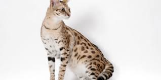 Many people ask me how the generations are explained and what are the differences between them. Savannah International Cat Care