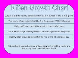 Kitten Growth Chart Qmsdnug Org