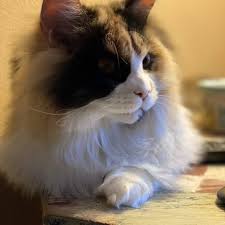 Find maine coon in cats & kittens for rehoming | 🐱 find cats and kittens locally for sale or adoption in ontario : Oregon Maine Coon Cattery 80 Photos Pet Breeders 20710 S Hummingbird Ln Estacada Or Yelp