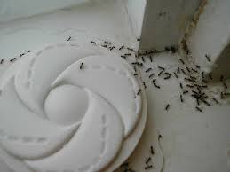 ants with borax easy diy