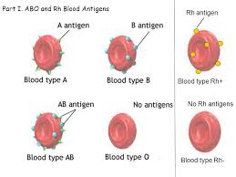 Why Can A Type O Person Donate Blood To All Other Blood