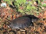 Mysterious deaths of turtles reported at Chula Vista golf course ...