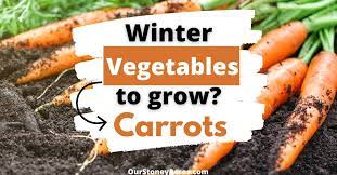 growing carrots for winter harvest