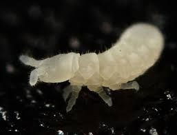 Springtails The Jumping Bug