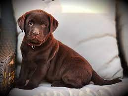 Check store availability charlotte (southpark mall) chicago (water tower place) columbus (easton town center) dallas (galleria every doll loves a playful pet—and this sweet chocolate labrador puppy is an adorable delight! Chocolate Lab Puppies For Sale