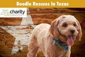7 doodle rescues in texas where you can