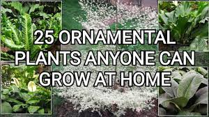 easy to grow ornamental plants plants