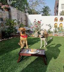 11 pet friendly cafes in delhi for