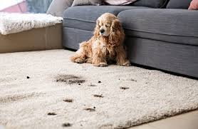 floor cleaning carpet cleaning