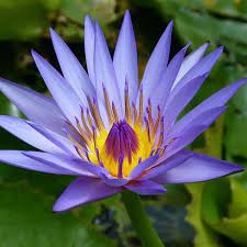 blue water lily න ල ම න ල be a tree