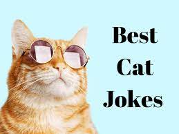 50 funny cat jokes fur you right meow