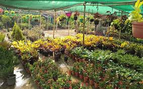 Plant Nursery Business Start Up In