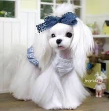 Maybe you would like to learn more about one of these? 15 Maltese Haircuts Hairstyles White Fluffy And Looking Fabulous