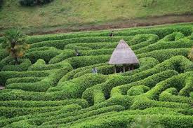 getting lost in the world s best mazes