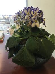 Check spelling or type a new query. Repotted New African Violet And All Leaves Drooping