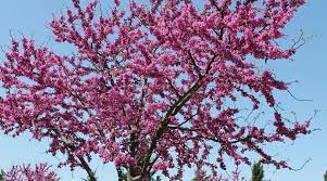 Connecticut is a heavily forested state. Best Connecticut Native Trees For Spring Flowers Rayzor S Edge Tree Service