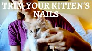 t tiny kitten nails how to