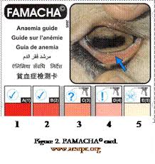 Famacha Eye Chart Katahdin Sheep Goat Farming Goats