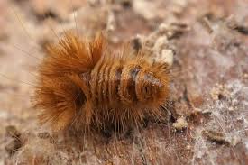carpet beetle larvae in your car