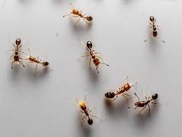 odorous house ant activity is