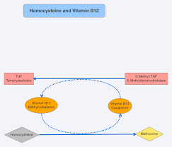 Homocysteine And Vitamin B12 Dr Schweikart