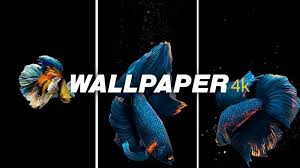 betta fish live wallpaper free app