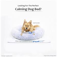 Made from high density memory foam, this bed is perfect for older pups as it provides support at their pressure points. Best Fluffy Calming Dog Bed Extra Comfort For Anxious Dogs Calming Pup