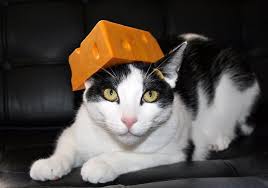 Image result for grumpy cat cheesehead