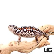 carpet chameleon underground reptiles