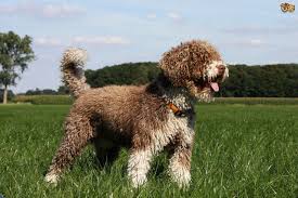 Este perrito es dulce y juguetón. Researchbreeder Com Find Spanish Water Dog Puppies For Sale Genetic Testing Done
