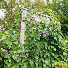 vine supports take climbing flowers