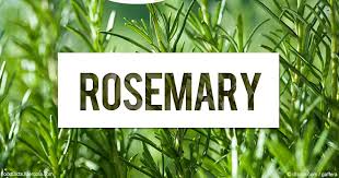 Image result for rosemary