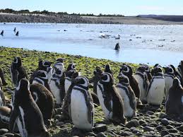 The emperor penguin's flippers are 25% smaller (in proportion to body size) than those of any other penguin. Fascinating Facts About Penguins