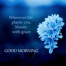 Enjoy every day to the maximum, always with optimism and great joy. Good Morning Flower Quotes