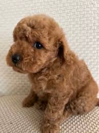 toy poodle puppies dogs puppies