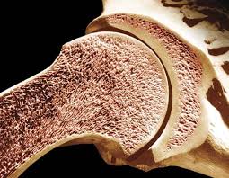The micrograph above demonstrates a cross section through the middle part of the tibiotarsus of a laying hen. Longitudinal Section Of The Humerus Upper Arm Bone Showing Outer Compact Bone And Inner Cancellous Spongy Bone Cancellous Bone Spongy Bone Compact Bone