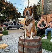 top 7 dog friendly spots in louisville