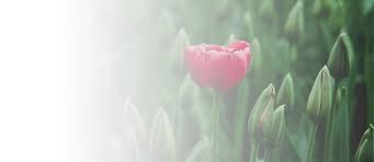 Tulip Cremation gambar png